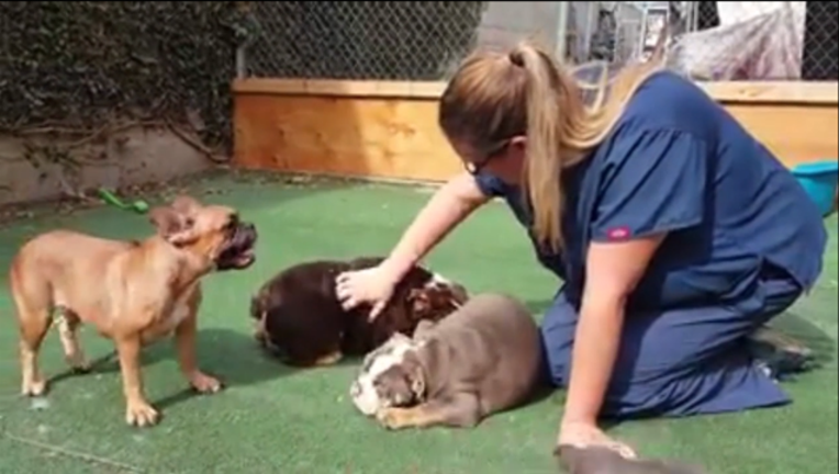 f29ddc29-rescued dogs Westminster_1510772992499-407068.PNG