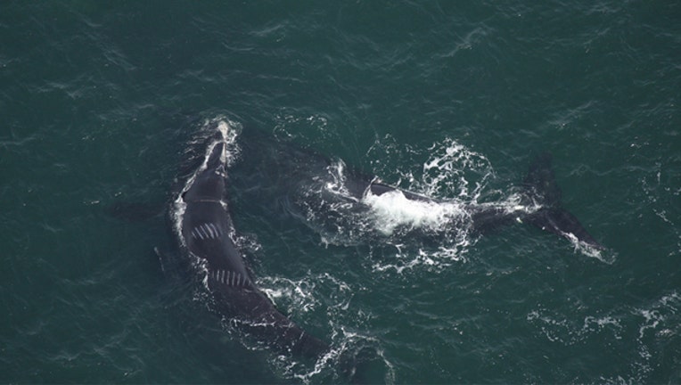 right whale - fwc photo_1522155558467.jpg-401385.jpg