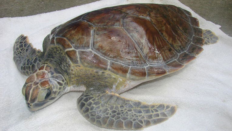 110c1e3c-sea-turtle.jpg