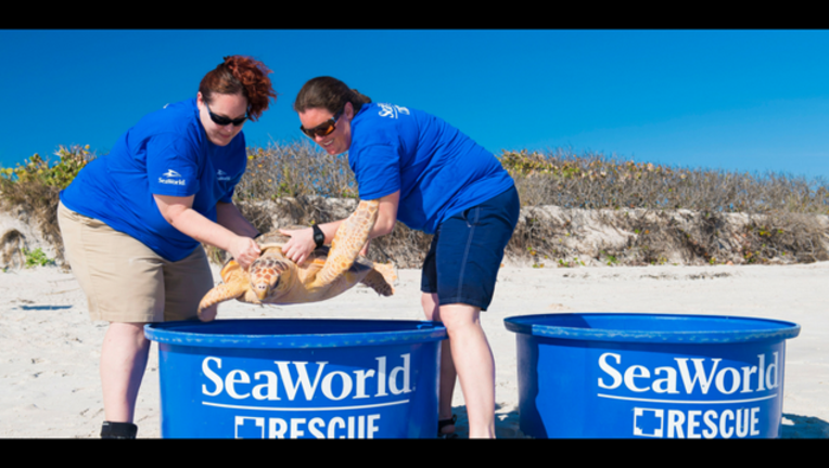 fdee02fe-seaturtle_1488714158180.PNG