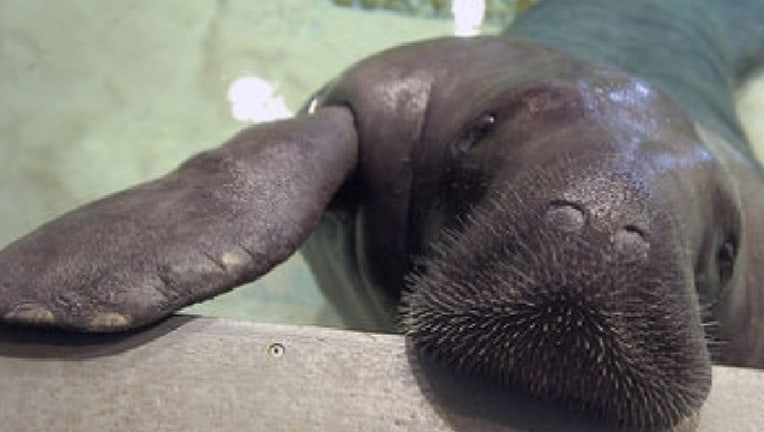 a7264005-snooty the manatee cropped for web_1469310998610-401385.jpg
