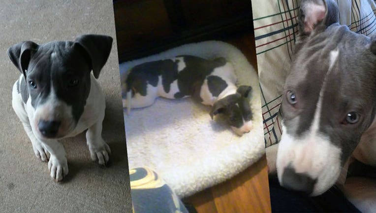 90982085-stolen-pit-marion_1460600651090.jpg