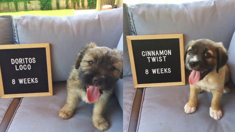 c3422a35-taco bell pups_1564184778366.jpg.jpg