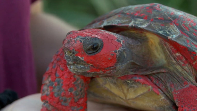 dba7b5f2-tortoise-painted-abused_1524106912611.jpg