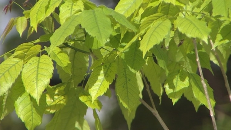 2340db76-trees-leaves.jpg