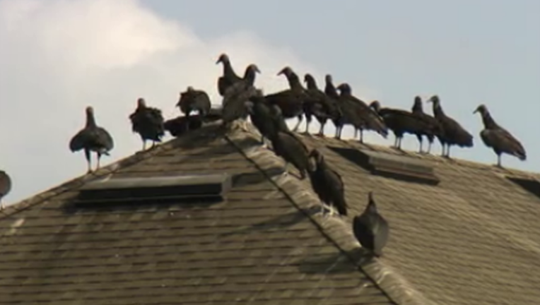 d965cf41-vultures_1523062555067.png