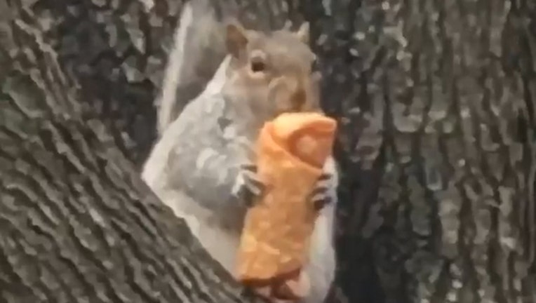 56047638-whatisny_eggroll squirrel_1032019_1546538146203.jpg-401385.jpg