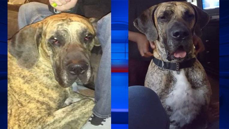 8a54d783-wjbk-great dane shot-101018_1539201699291.jpg-65880.jpg