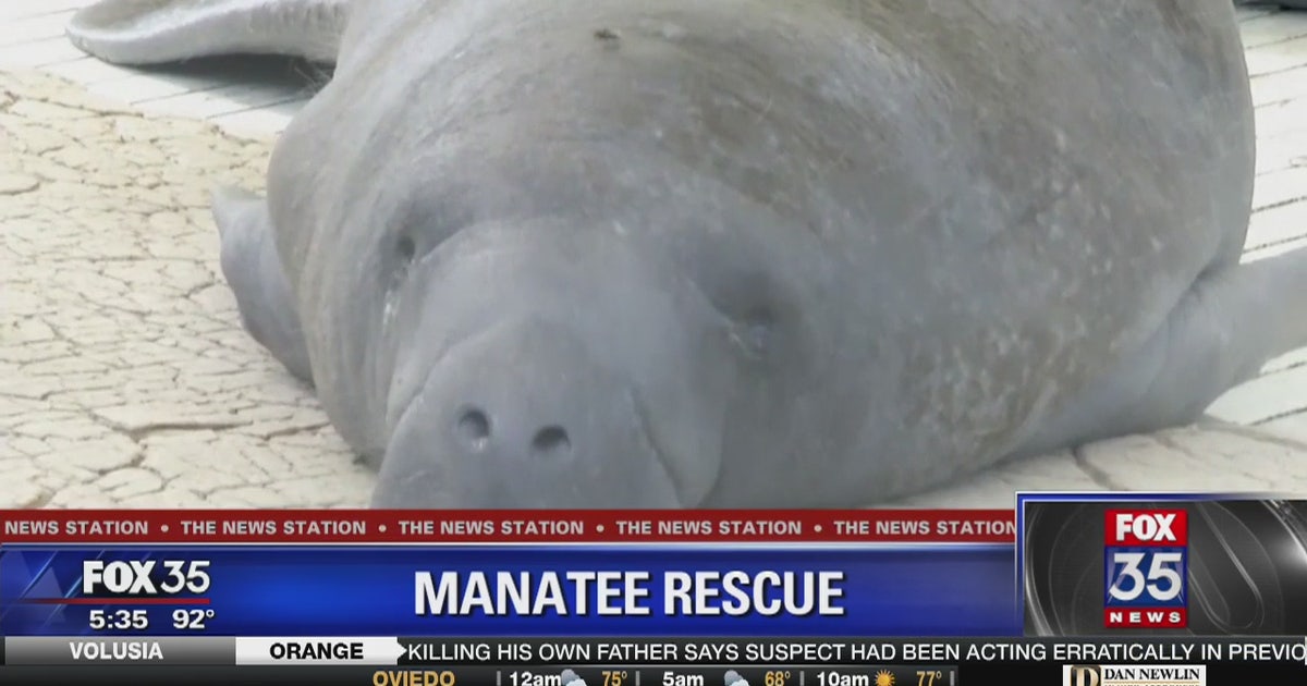 SeaWorld releases rescued manatee back into Florida waters | FOX 35 Orlando