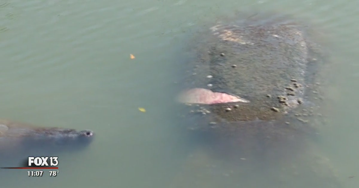Manatee Exploding FWC monitoring injured manatee in Treasure Island waterway | FOX 35 Orlando