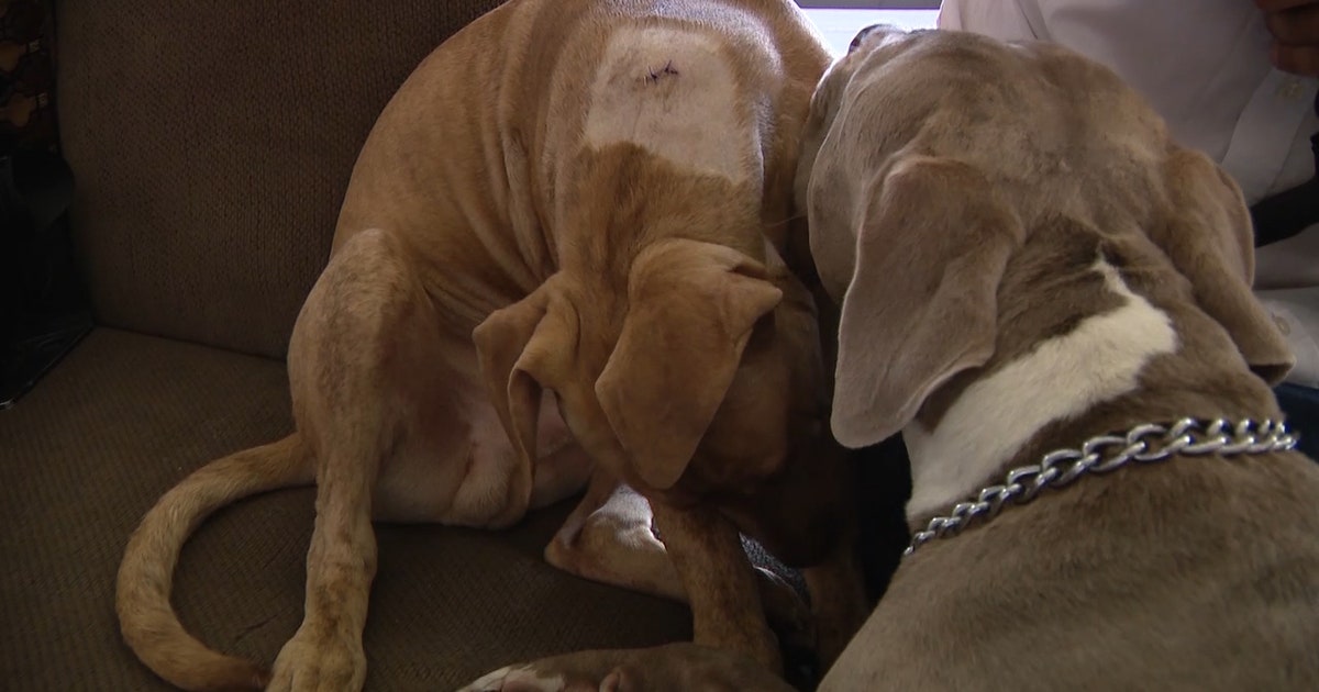 Deputies shoot two dogs, leaving family fuming | FOX 35 Orlando