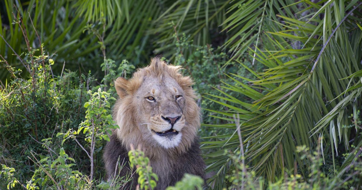lion-roar-2.jpg?ve=1&tl=1