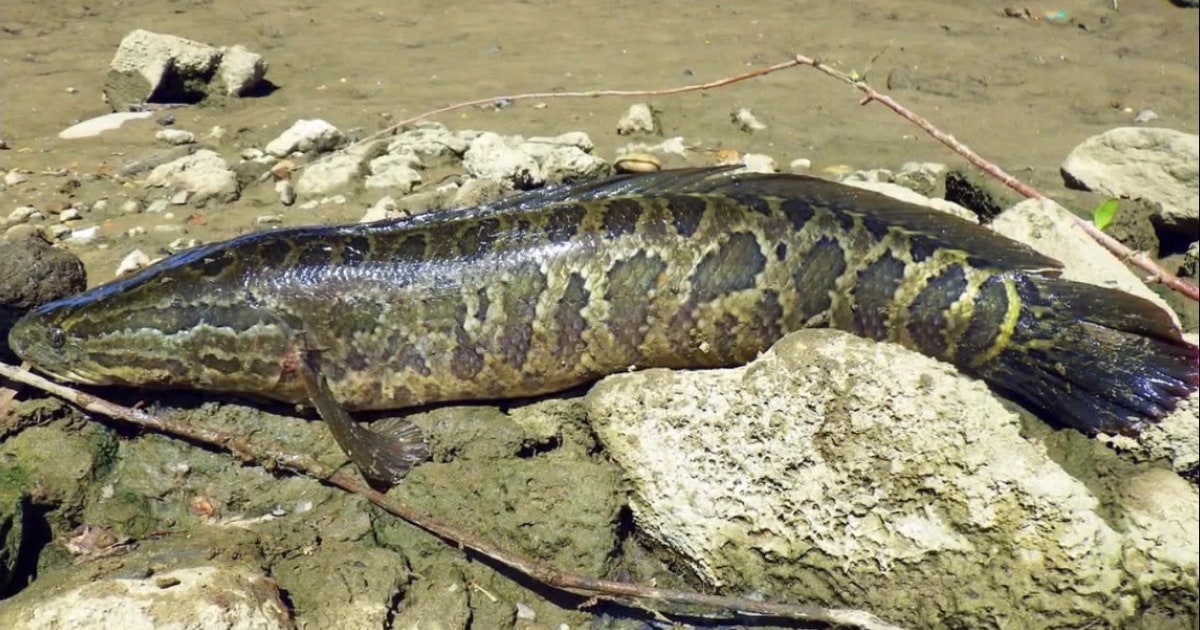 snakehead-fish.jpg?ve=1&tl=1