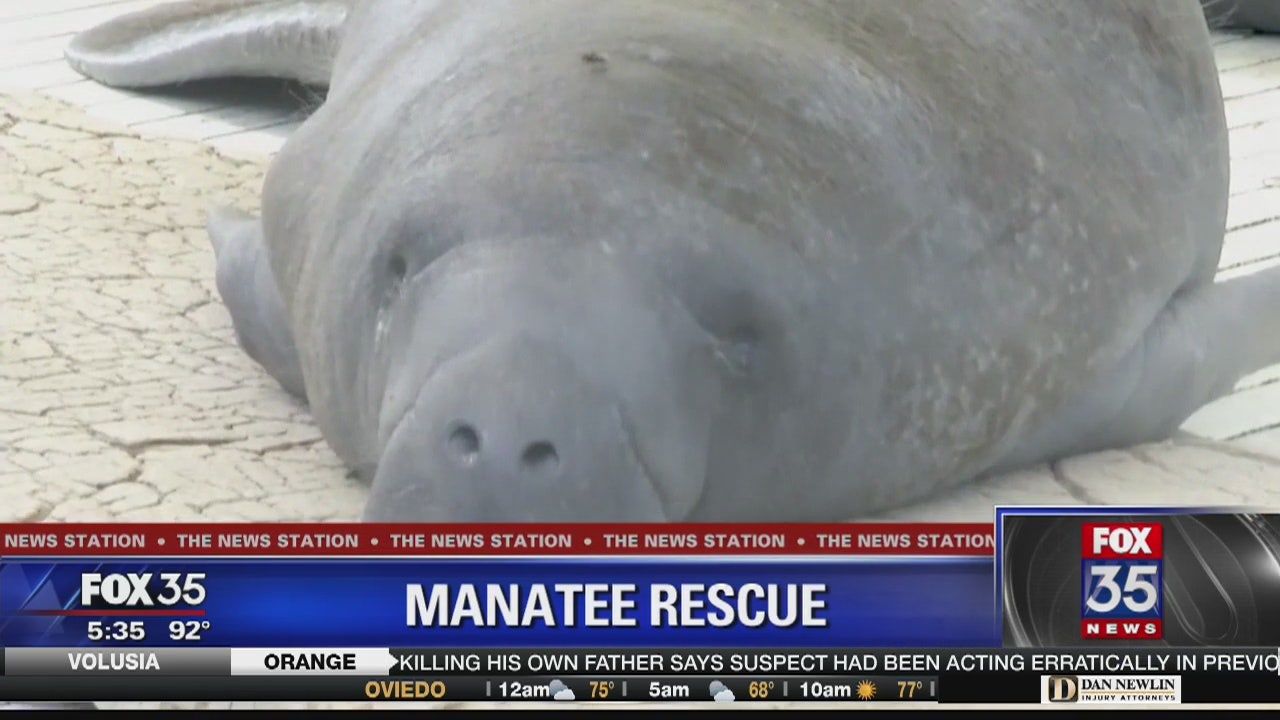 SeaWorld Releases Rescued Manatee Back Into Florida Waters | FOX 35 Orlando