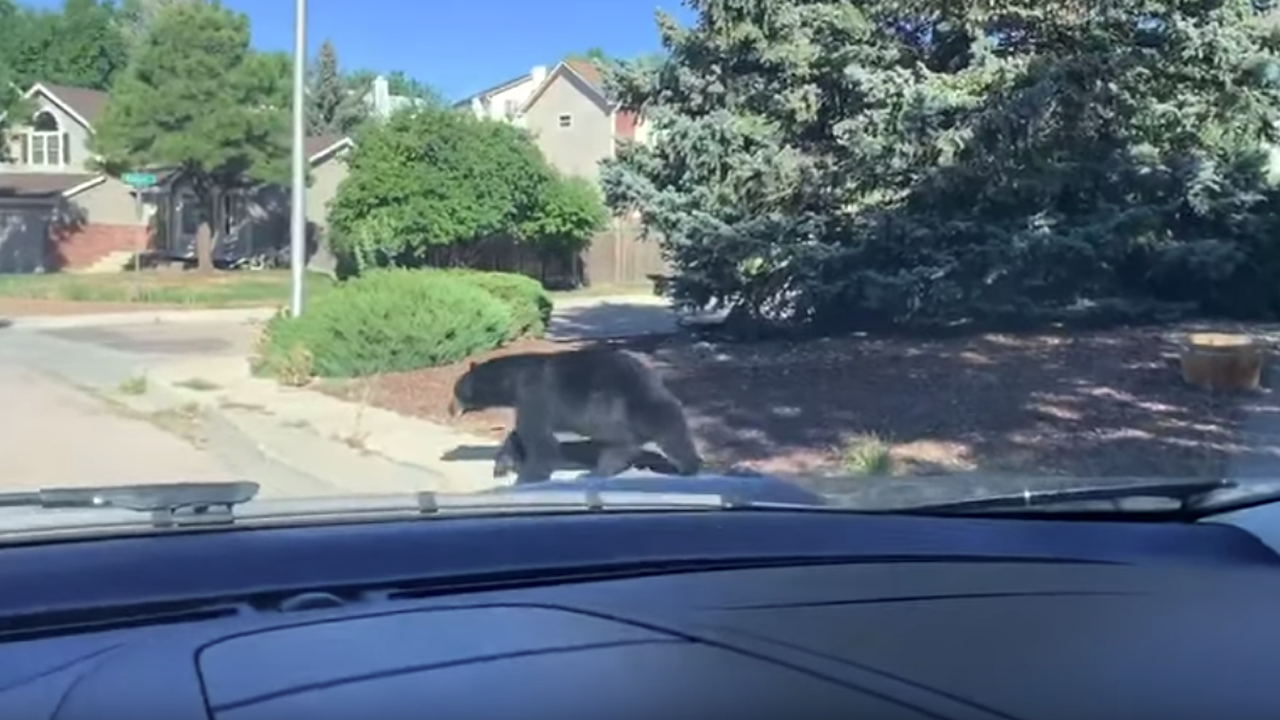 Black bear takes a stroll through Colorado Springs neighborhood