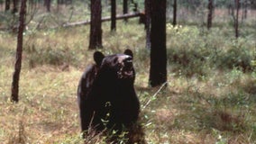 Deadly Florida bear attack: Investigators find partial remains of elderly man inside animal