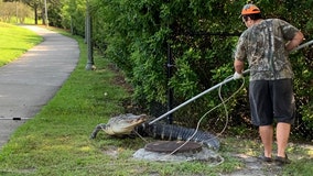 9-foot alligator captured on Brandon sidewalk