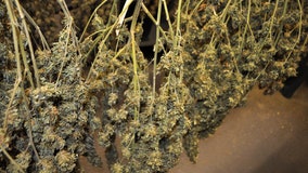 House Panel seeks insight from Oregon on pot problems