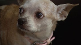 Lost dog recovered after missing for 4 months