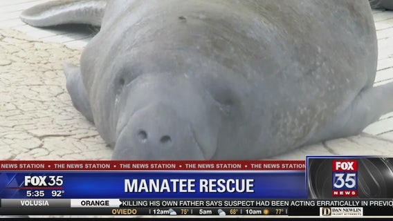 SeaWorld releases rescued manatee back into Florida waters