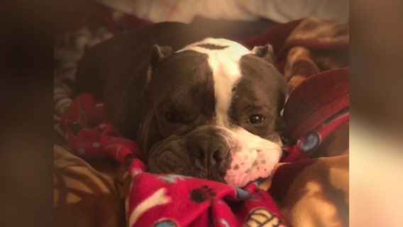 Dog dies while in custody of Animal Control, owner says