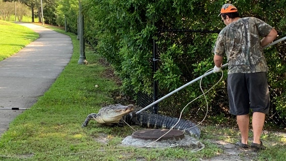 9-foot alligator captured on Brandon sidewalk