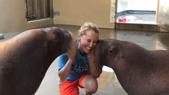 Adorable! Animal care specialist at SeaWorld Orlando teaches walruses how to kiss