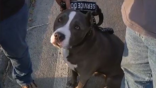 'In a panic': Service dog rescued from home as flames engulfed Southern California community