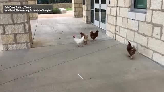 Texas school recruits chickens to tackle cricket invasion