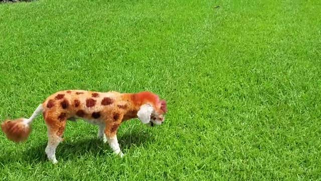 Dog prepares for Howl-oween with cute giraffe makeover