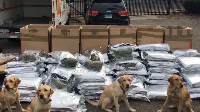Connecticut police 'big dogs' sniff out 420 pounds of marijuana in U-Haul truck