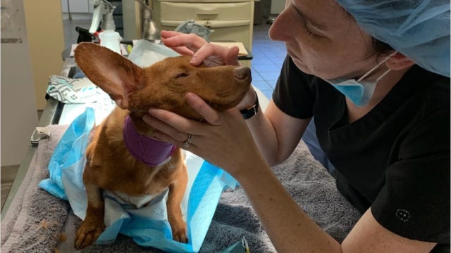 3 arrested after dog found with back legs amputated, possibly having been sawed off