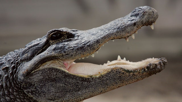 Inmate charged with feeding iguanas to alligator at jail zoo