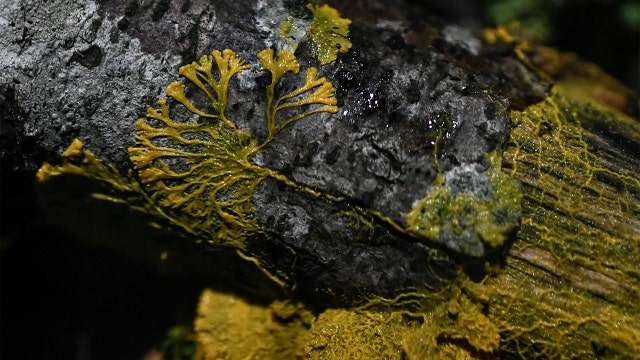 ‘A fascinating blob’: Paris zoo features ‘almost immortal’ organism that has 720 sexes, regenerates, learns without brain