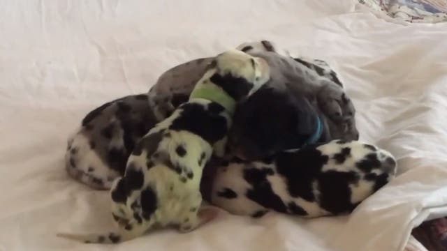 Dog gives birth to green puppy: 'It was so shocking when she was born,' owner says