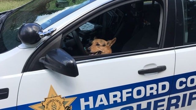 Maryland K-9 jumps into front seat of patrol vehicle