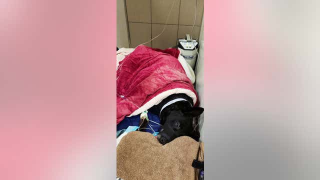 K-9 that beat cancer shot trying to take down suspect