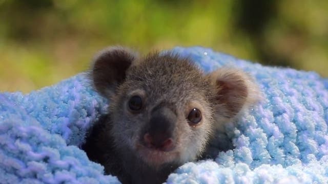 Koala joey makes adorable debut at Australian zoo