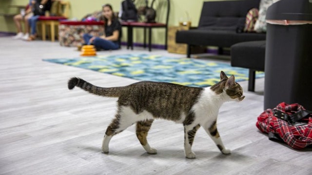 'The Kitty Beautiful:' Cat cafe opens its doors in Orlando