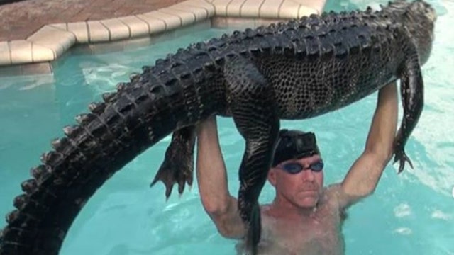 Florida man removes 'super mellow' 8-foot alligator from swimming pool