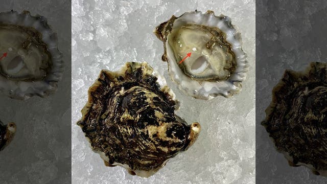 Couple orders oysters on the half shell at New Jersey restaurant, finds 'once-in-a-lifetime' pearl