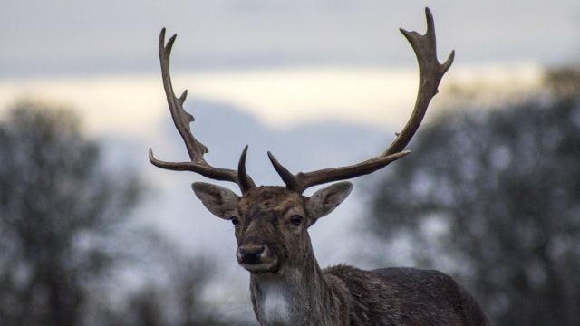 Officials: Video showing boys brutally beating injured deer, ripping antlers off now under investigation
