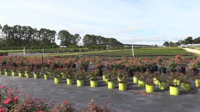 Nursery holding fundraiser for Bahamas Dorian recovery