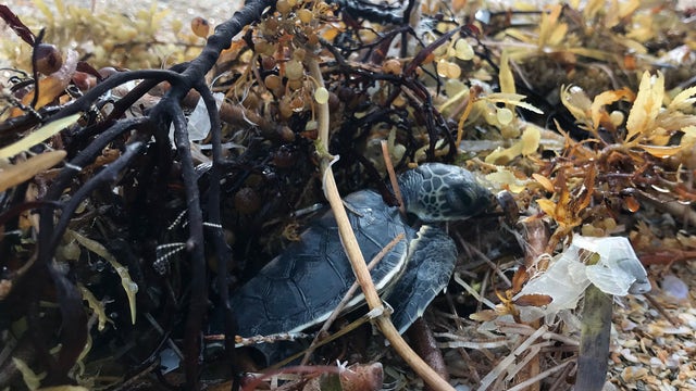 Sea turtle hatchlings being cared for after washing ashore