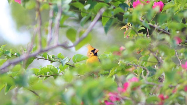 'One in a million' yellow cardinal named 'Sunny' spotted in Florida