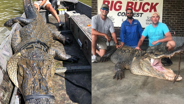 South Carolina hunters capture massive 12-foot, 726-pound alligator