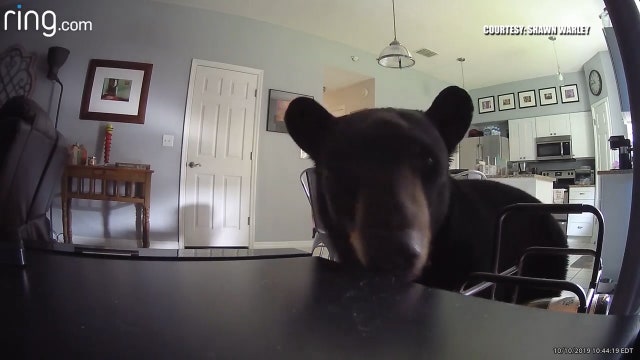 Curious bear enters home while residents were upstairs