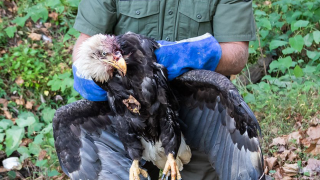 Bald eagle found shot on trail in Pennsylvania euthanized