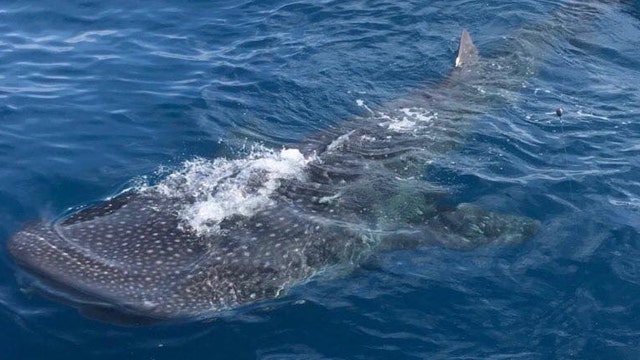 Giant whale shark spotted off the coast of Florida