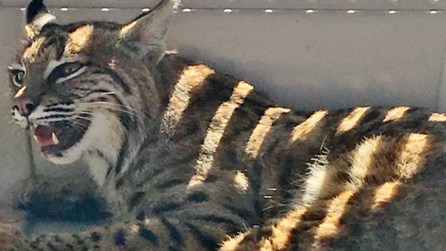 Colorado driver puts injured bobcat in car next to 3-year-old child
